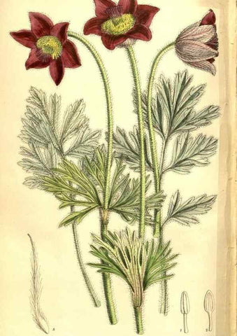 Reproducción/Reproduction 8347271400: Curtis's botanical magazine.. London ;New York [etc.] :Academic Press [etc.]