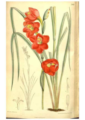 Reproducción/Reproduction 8346218949: Curtis's botanical magazine.. London ;New York [etc.] :Academic Press [etc.]