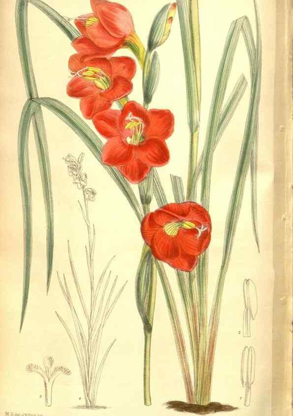 Reproducción/Reproduction 8346218949: Curtis's botanical magazine.. London ;New York [etc.] :Academic Press [etc.]