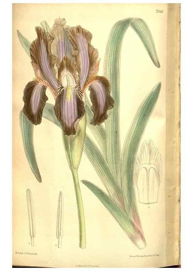 Reproducción/Reproduction 8347274358: Curtis's botanical magazine.. London ;New York [etc.] :Academic Press [etc.]
