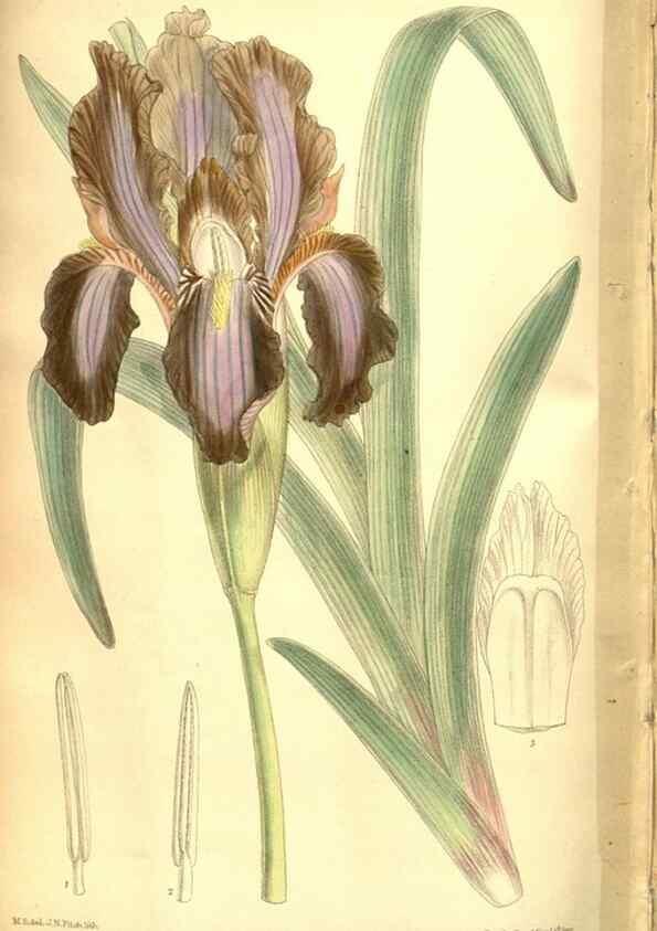 Reproducción/Reproduction 8347274358: Curtis's botanical magazine.. London ;New York [etc.] :Academic Press [etc.]