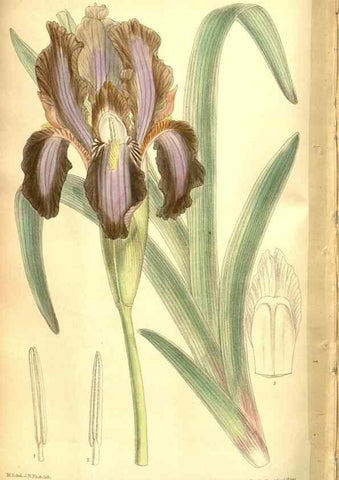 Reproducción/Reproduction 8347274358: Curtis's botanical magazine.. London ;New York [etc.] :Academic Press [etc.]