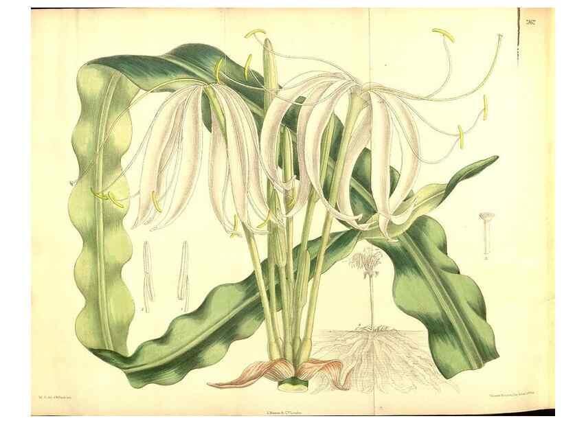 Reproducción/Reproduction 8347274762: Curtis's botanical magazine.. London ;New York [etc.] :Academic Press [etc.]