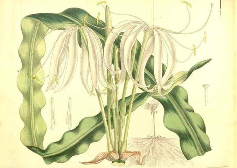 Reproducción/Reproduction 8347274762: Curtis's botanical magazine.. London ;New York [etc.] :Academic Press [etc.]