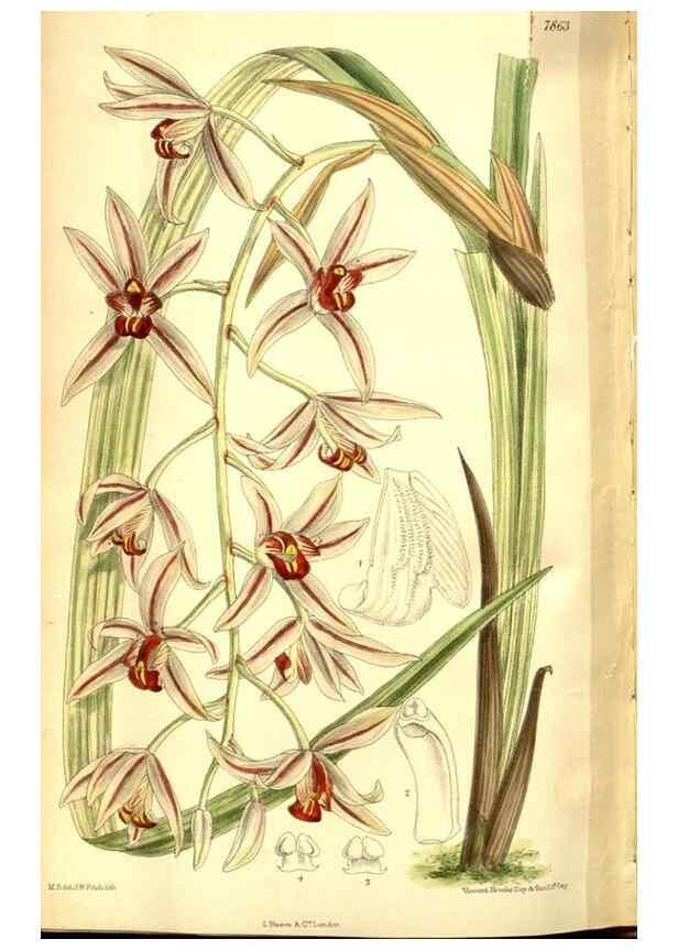 Reproducción/Reproduction 8346221717: Curtis's botanical magazine.. London ;New York [etc.] :Academic Press [etc.]