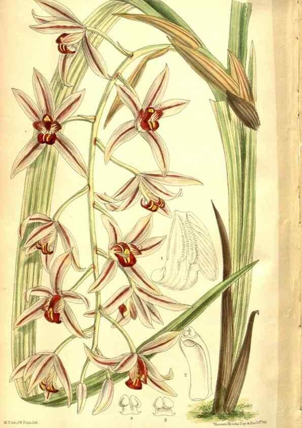 Reproducción/Reproduction 8346221717: Curtis's botanical magazine.. London ;New York [etc.] :Academic Press [etc.]