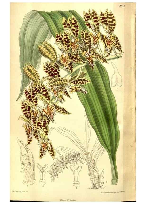 Reproducción/Reproduction 8346222929: Curtis's botanical magazine.. London ;New York [etc.] :Academic Press [etc.]