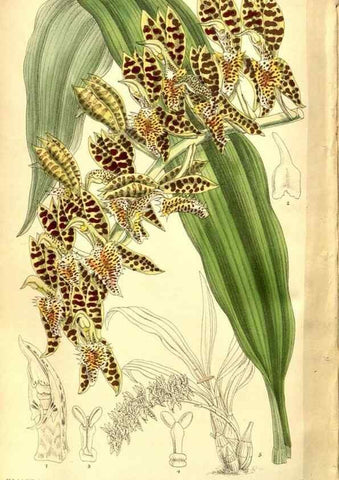 Reproducción/Reproduction 8346222929: Curtis's botanical magazine.. London ;New York [etc.] :Academic Press [etc.]