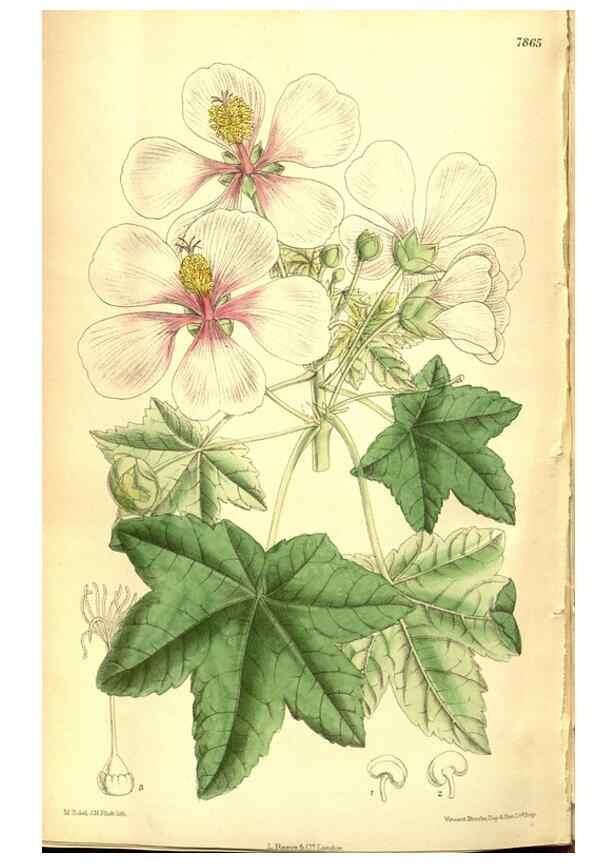 Reproducción/Reproduction 8346224197: Curtis's botanical magazine.. London ;New York [etc.] :Academic Press [etc.]