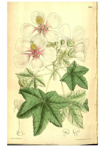 Reproducción/Reproduction 8346224197: Curtis's botanical magazine.. London ;New York [etc.] :Academic Press [etc.]