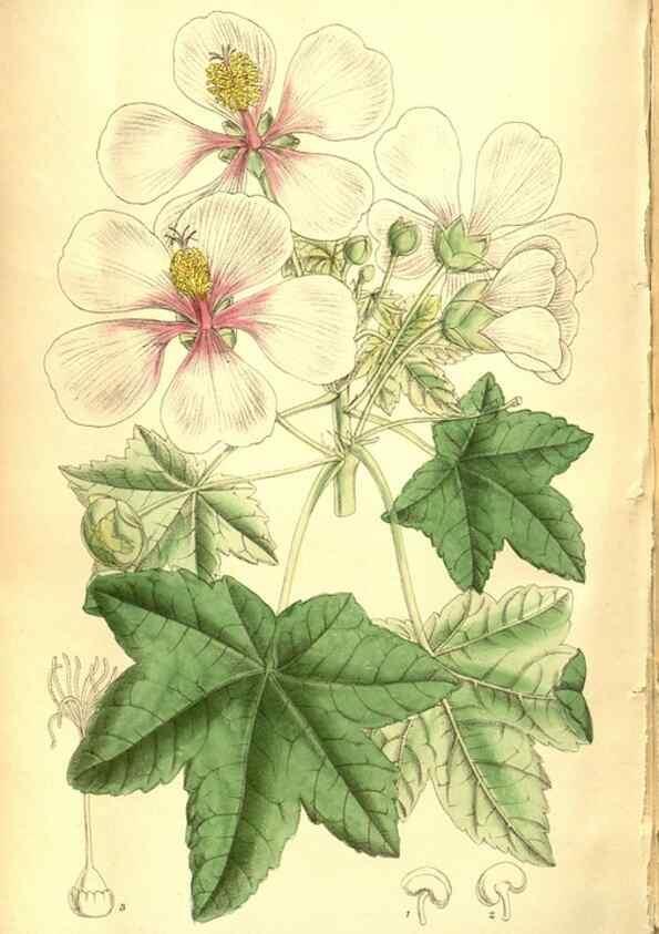 Reproducción/Reproduction 8346224197: Curtis's botanical magazine.. London ;New York [etc.] :Academic Press [etc.]