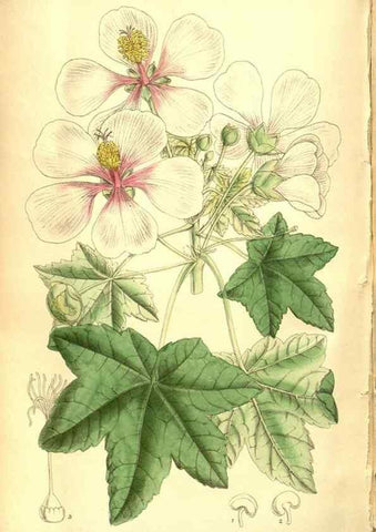 Reproducción/Reproduction 8346224197: Curtis's botanical magazine.. London ;New York [etc.] :Academic Press [etc.]