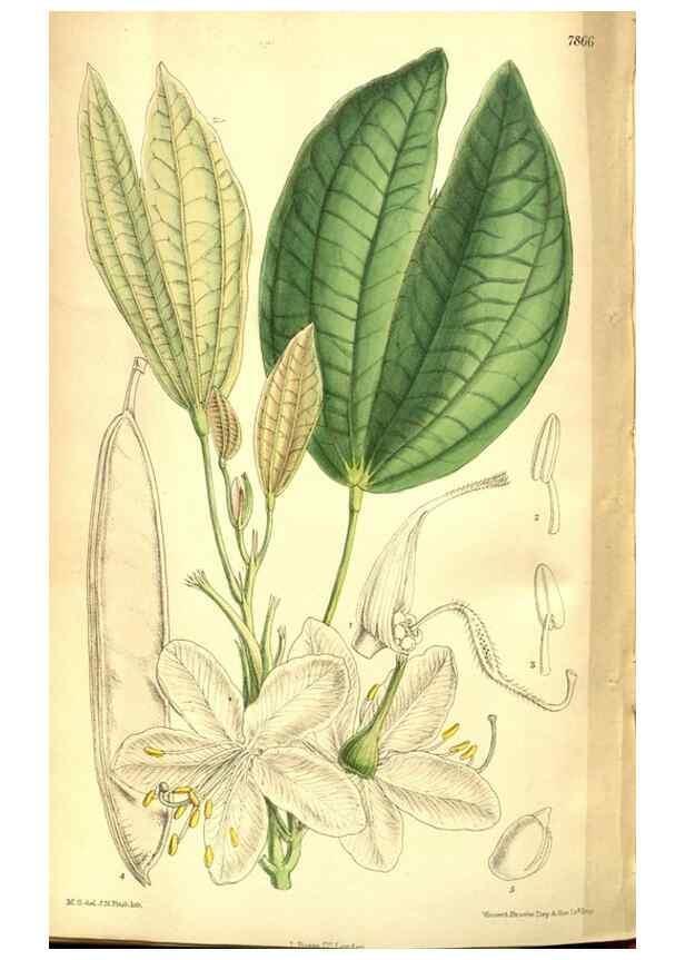 Reproducción/Reproduction 8346225243: Curtis's botanical magazine.. London ;New York [etc.] :Academic Press [etc.]