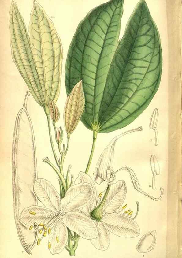 Reproducción/Reproduction 8346225243: Curtis's botanical magazine.. London ;New York [etc.] :Academic Press [etc.]