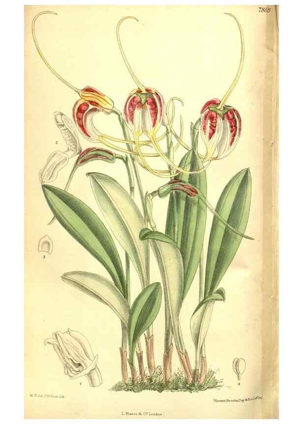 Reproducción/Reproduction 8346218079: Curtis's botanical magazine.. London ;New York [etc.] :Academic Press [etc.]
