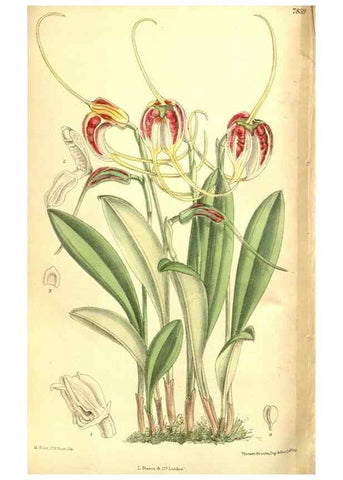 Reproducción/Reproduction 8346218079: Curtis's botanical magazine.. London ;New York [etc.] :Academic Press [etc.]