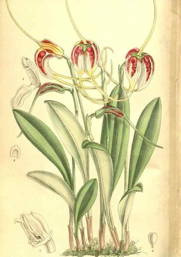 Reproducción/Reproduction 8346218079: Curtis's botanical magazine.. London ;New York [etc.] :Academic Press [etc.]