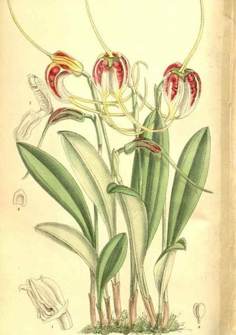 Reproducción/Reproduction 8346218079: Curtis's botanical magazine.. London ;New York [etc.] :Academic Press [etc.]