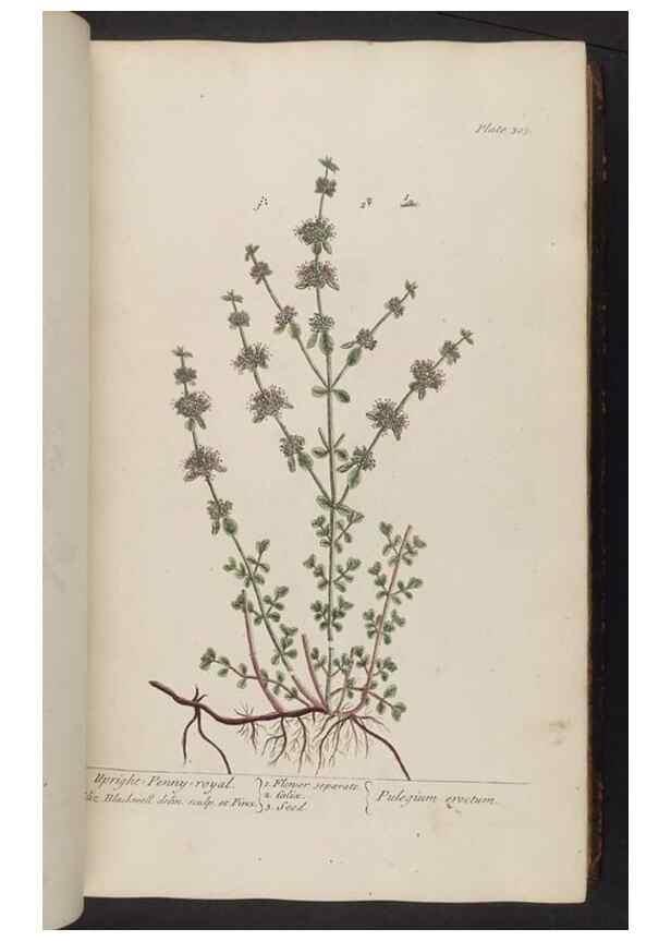 Reproducción/Reproduction 8361118213: A curious herbal. London : Printed for Samuel Harding, 1737-1739.