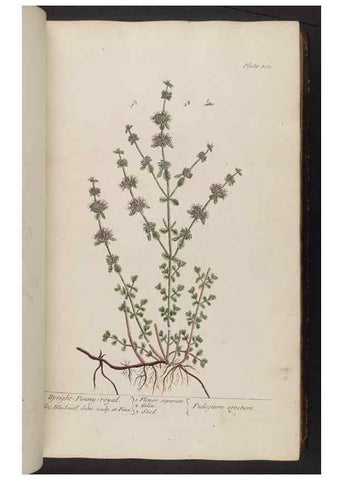 Reproducción/Reproduction 8361118213: A curious herbal. London : Printed for Samuel Harding, 1737-1739.
