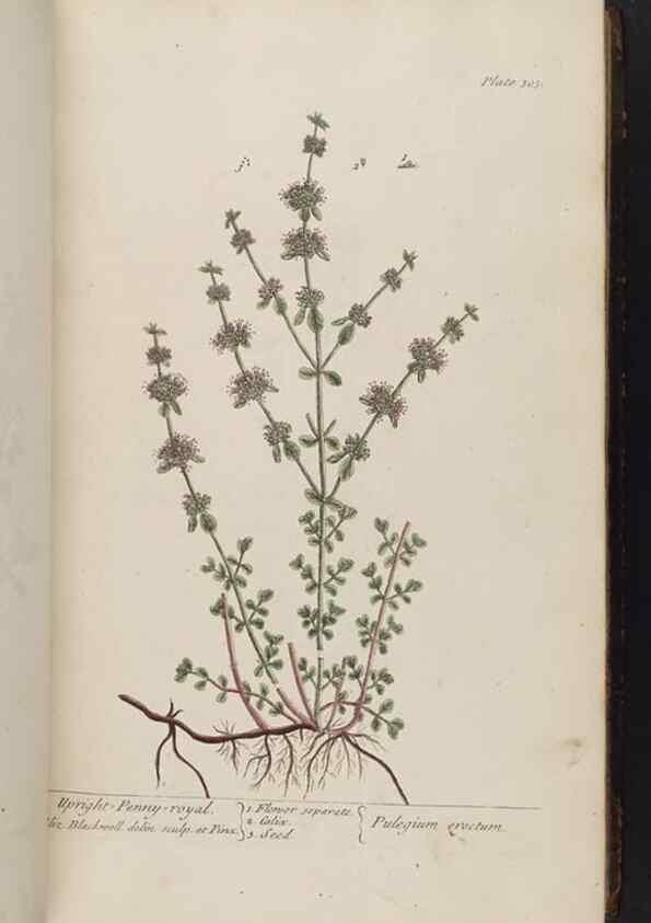 Reproducción/Reproduction 8361118213: A curious herbal. London : Printed for Samuel Harding, 1737-1739.