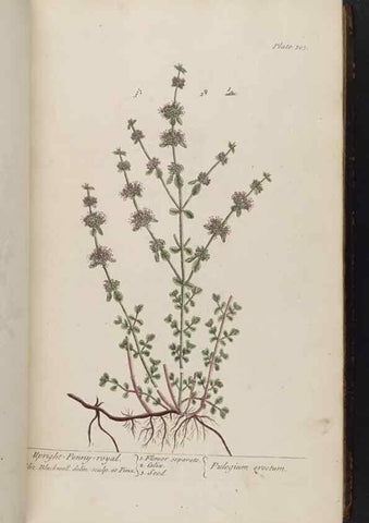 Reproducción/Reproduction 8361118213: A curious herbal. London : Printed for Samuel Harding, 1737-1739.