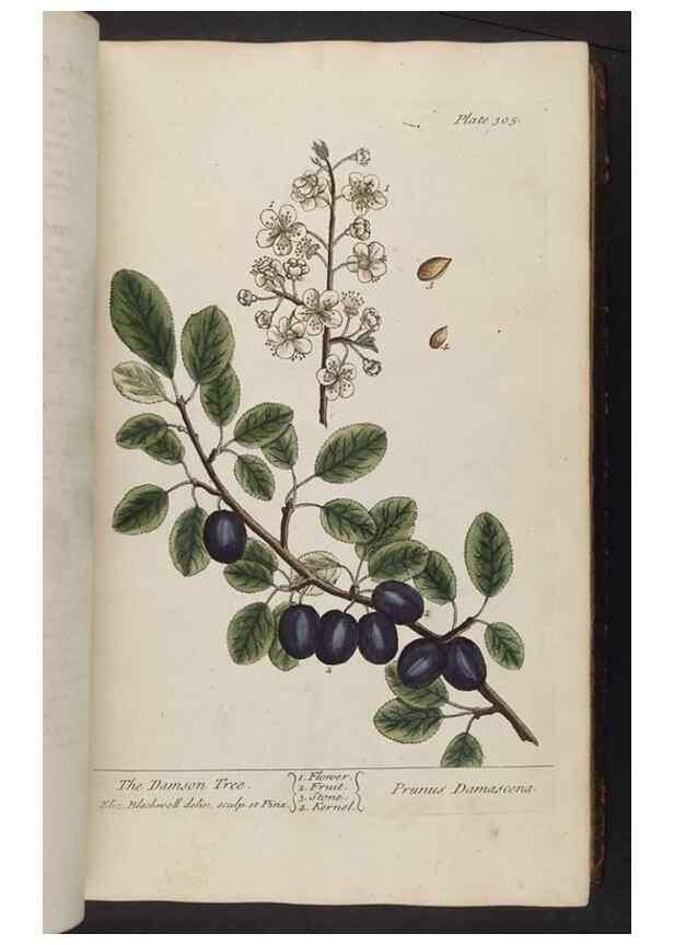 Reproducción/Reproduction 8361119045: A curious herbal. London : Printed for Samuel Harding, 1737-1739.