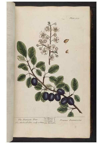 Reproducción/Reproduction 8361119045: A curious herbal. London : Printed for Samuel Harding, 1737-1739.
