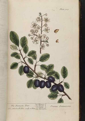Reproducción/Reproduction 8361119045: A curious herbal. London : Printed for Samuel Harding, 1737-1739.