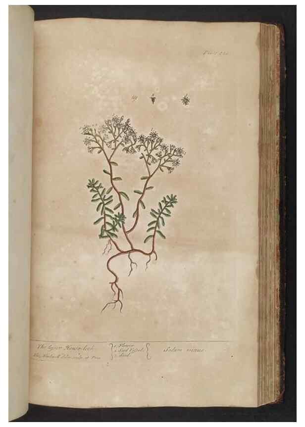 Reproducción/Reproduction 8361150645: A curious herbal. London : Printed for Samuel Harding, 1737-1739.