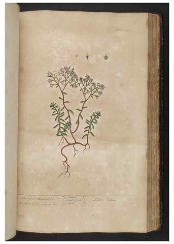 Reproducción/Reproduction 8361150645: A curious herbal. London : Printed for Samuel Harding, 1737-1739.