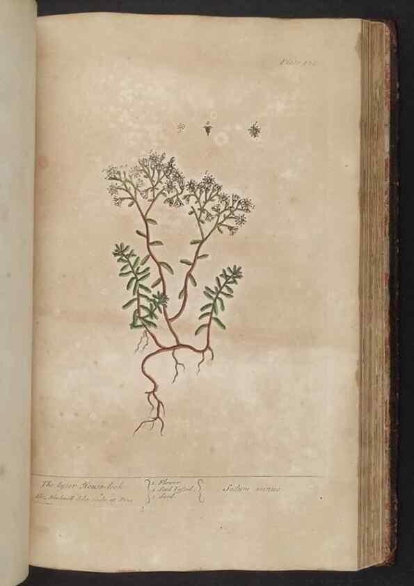 Reproducción/Reproduction 8361150645: A curious herbal. London : Printed for Samuel Harding, 1737-1739.