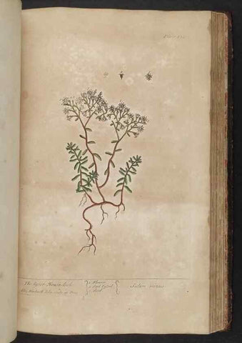 Reproducción/Reproduction 8361150645: A curious herbal. London : Printed for Samuel Harding, 1737-1739.