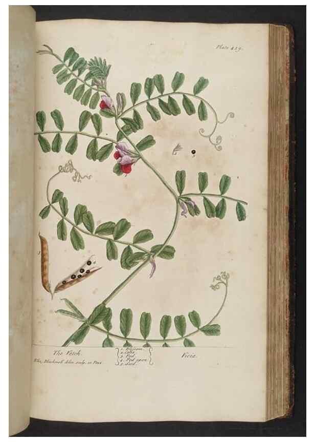 Reproducción/Reproduction 8362212342: A curious herbal. London : Printed for Samuel Harding, 1737-1739.