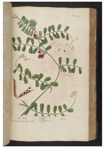 Reproducción/Reproduction 8362212342: A curious herbal. London : Printed for Samuel Harding, 1737-1739.
