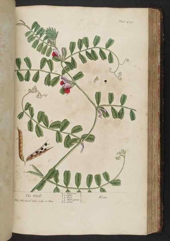 Reproducción/Reproduction 8362212342: A curious herbal. London : Printed for Samuel Harding, 1737-1739.