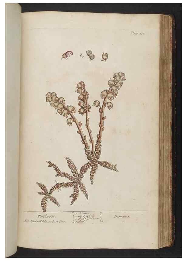 Reproducción/Reproduction 8362212644: A curious herbal. London : Printed for Samuel Harding, 1737-1739.