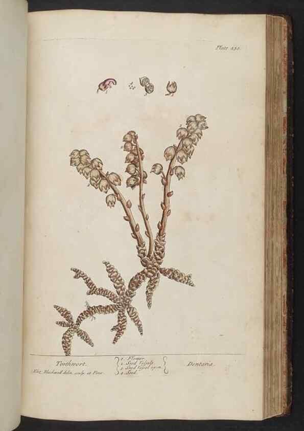 Reproducción/Reproduction 8362212644: A curious herbal. London : Printed for Samuel Harding, 1737-1739.