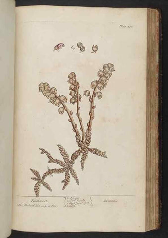 Reproducción/Reproduction 8362212644: A curious herbal. London : Printed for Samuel Harding, 1737-1739.