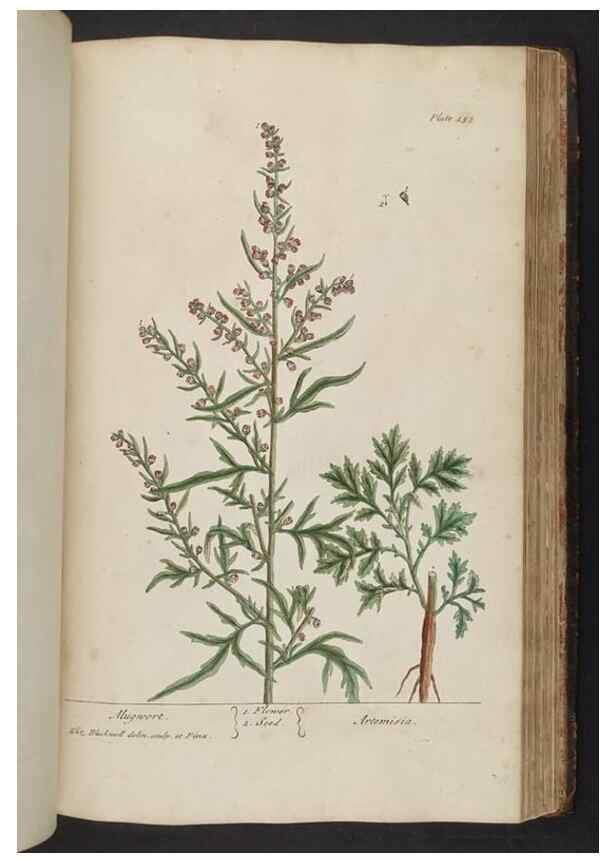 Reproducción/Reproduction 8361151629: A curious herbal. London : Printed for Samuel Harding, 1737-1739.