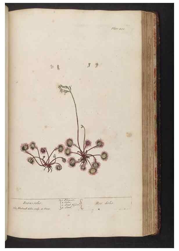 Reproducción/Reproduction 8361152035: A curious herbal. London : Printed for Samuel Harding, 1737-1739.