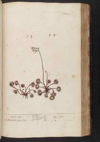 Reproducción/Reproduction 8361152035: A curious herbal. London : Printed for Samuel Harding, 1737-1739.