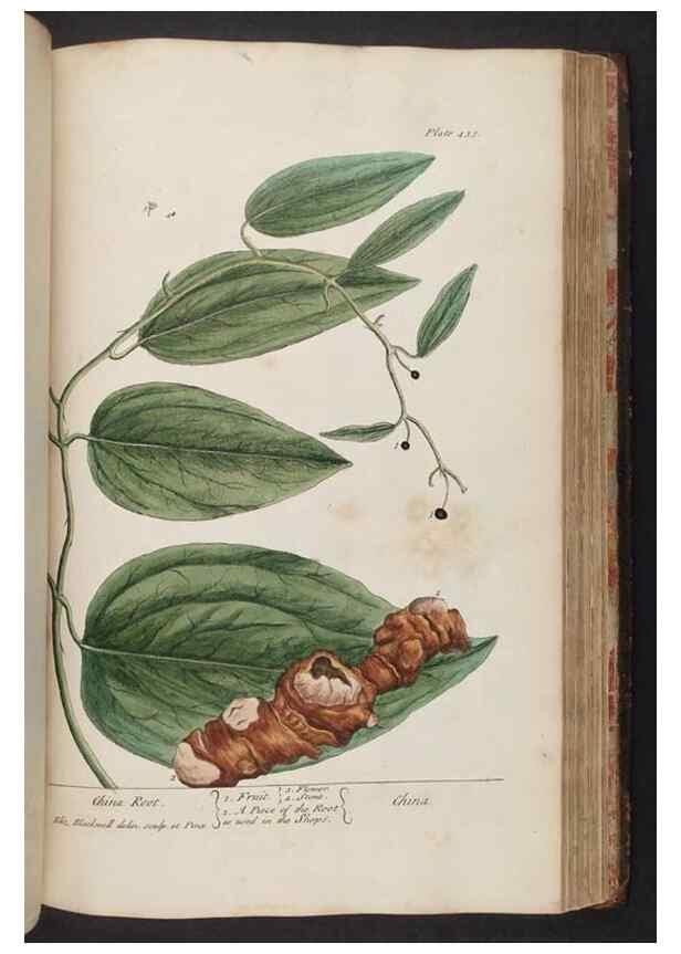 Reproducción/Reproduction 8362213520: A curious herbal. London : Printed for Samuel Harding, 1737-1739.