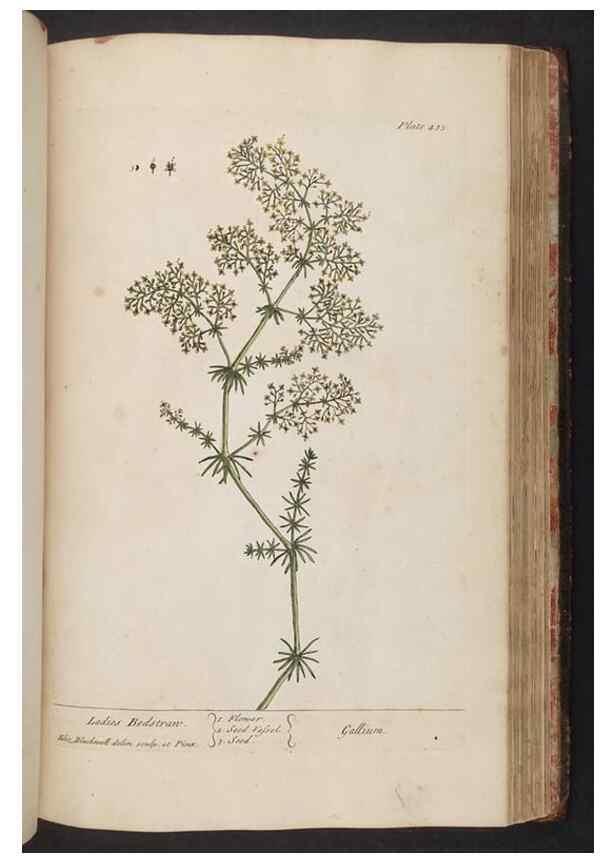 Reproducción/Reproduction 8362214062: A curious herbal. London : Printed for Samuel Harding, 1737-1739.