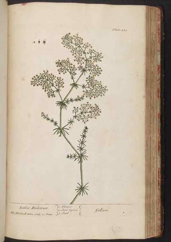 Reproducción/Reproduction 8362214062: A curious herbal. London : Printed for Samuel Harding, 1737-1739.