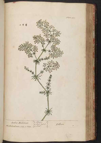 Reproducción/Reproduction 8362214062: A curious herbal. London : Printed for Samuel Harding, 1737-1739.