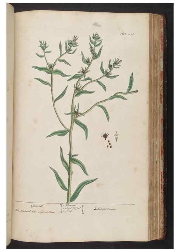 Reproducción/Reproduction 8362214444: A curious herbal. London : Printed for Samuel Harding, 1737-1739.