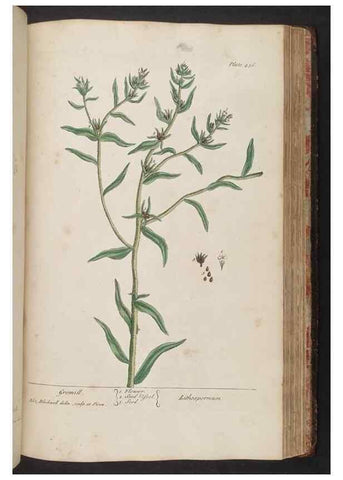 Reproducción/Reproduction 8362214444: A curious herbal. London : Printed for Samuel Harding, 1737-1739.