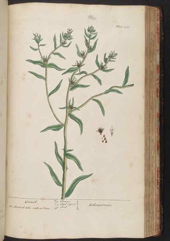 Reproducción/Reproduction 8362214444: A curious herbal. London : Printed for Samuel Harding, 1737-1739.