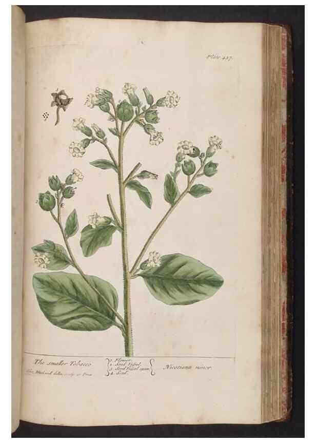 Reproducción/Reproduction 8361153367: A curious herbal. London : Printed for Samuel Harding, 1737-1739.